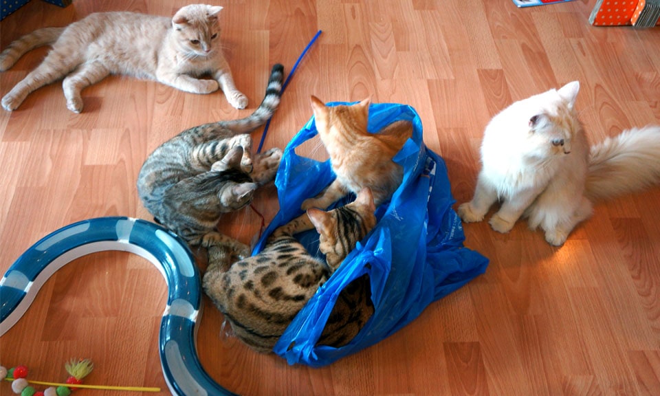 catmosphere-playing-cats