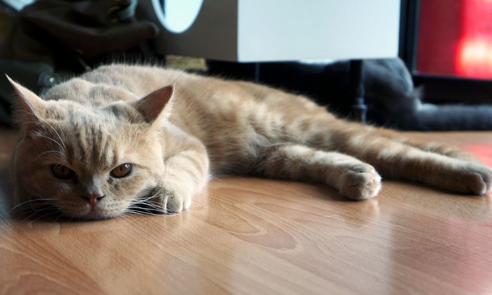 Sleepy kitten at Cat Cafe in Chiang Mai