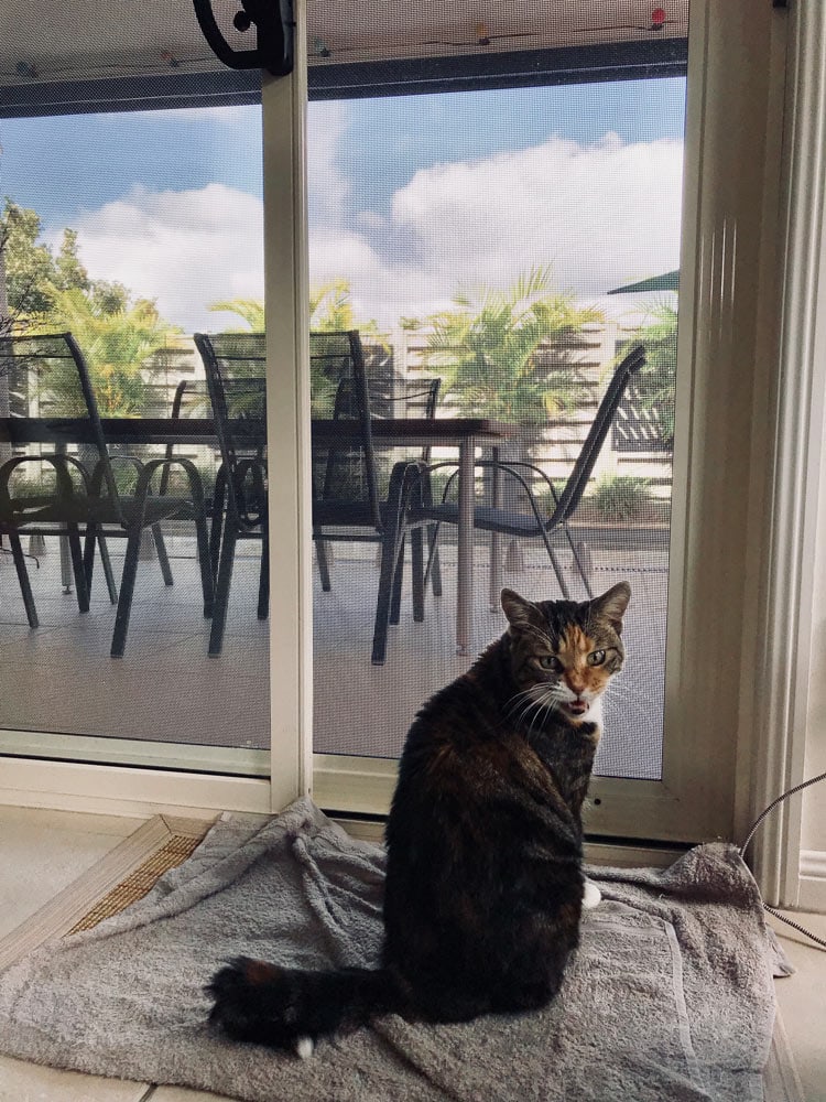 catsitting jobs worldwide