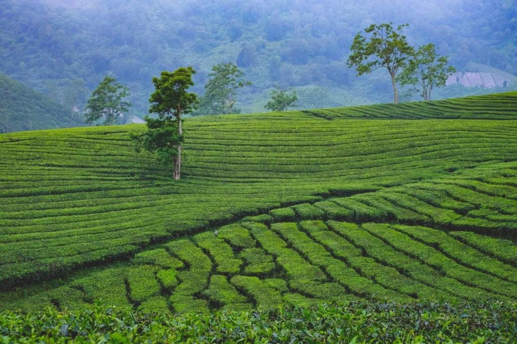 tea plantation at Ciater Bandung Indonesia