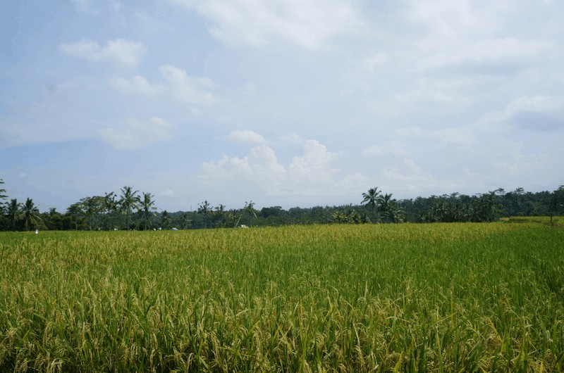 Ubud Bali Eco Cycling downhill