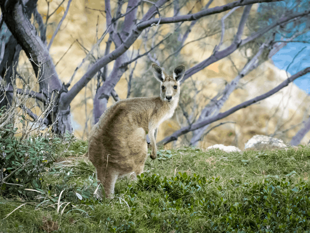 stradbroke gold coast day trips