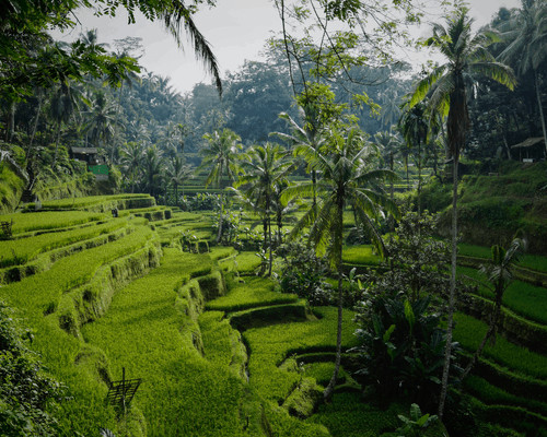 How to travel bali on a budget