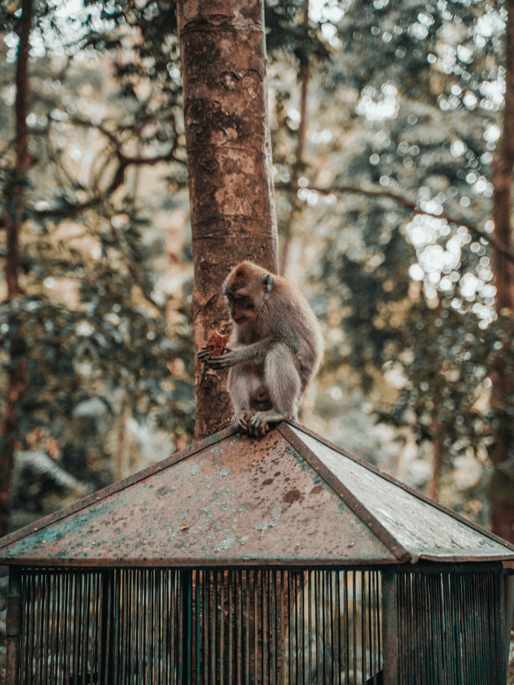Backpacking Bali