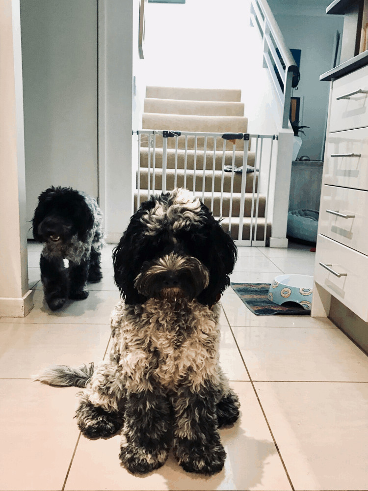 House and pet sitting