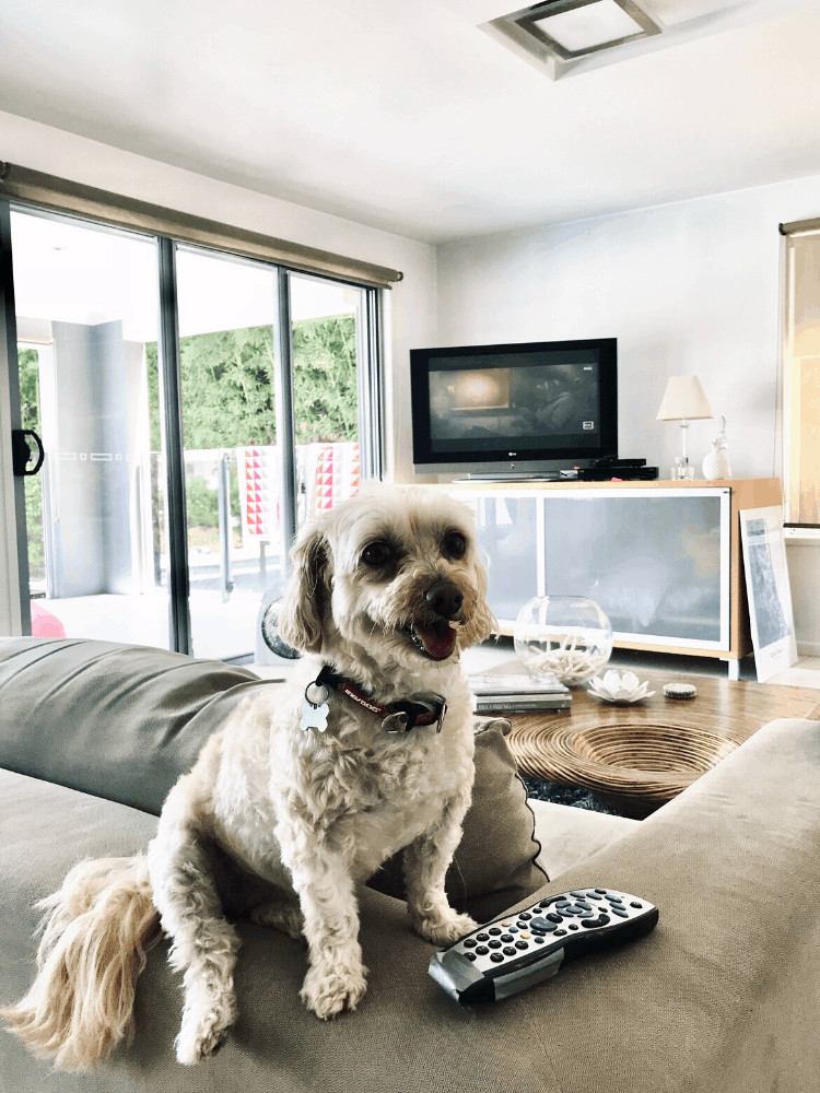 Pet and house sitting