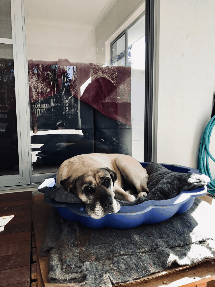 House sitting app