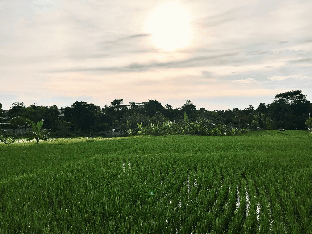 3 day 2 night travel guide Canggu