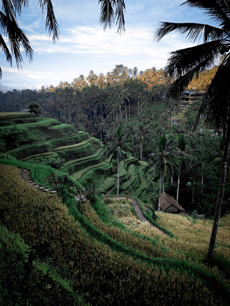 Ubud pool villas