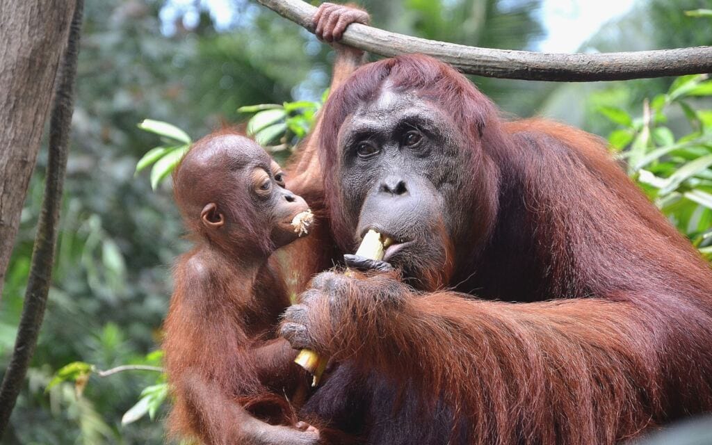 Borneo