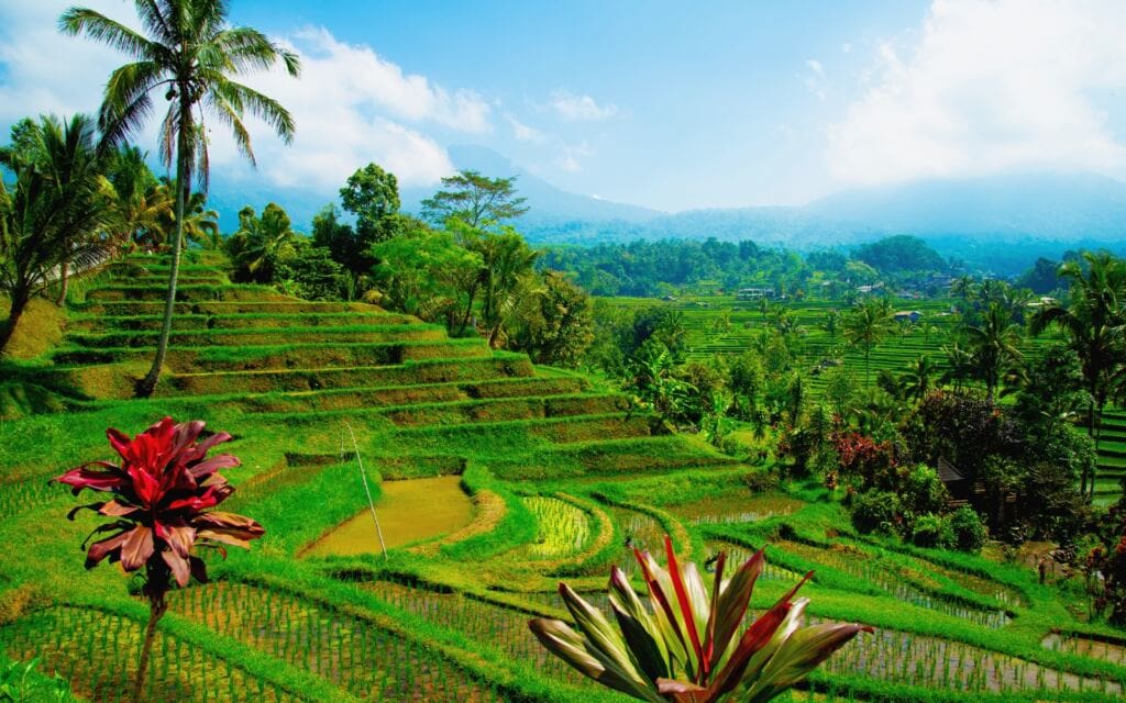 Jatiluwih Rice Terraces