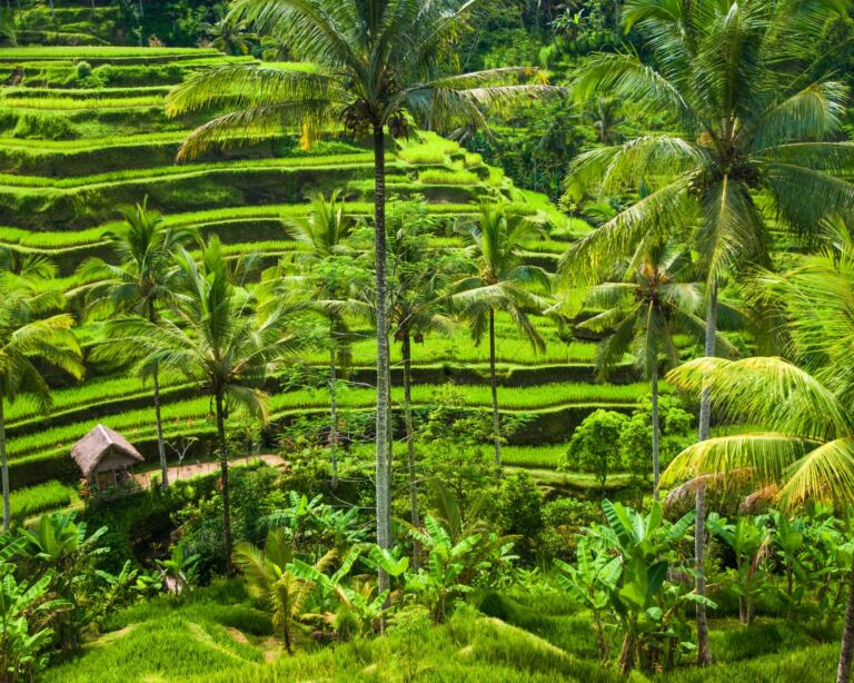 Best Rice Terraces in Bali