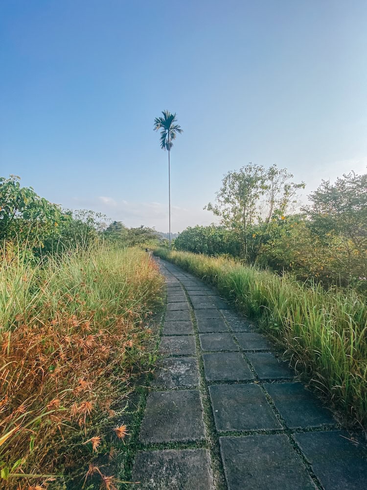 Campuhan Ridge Walk in the early morning with no crowds
