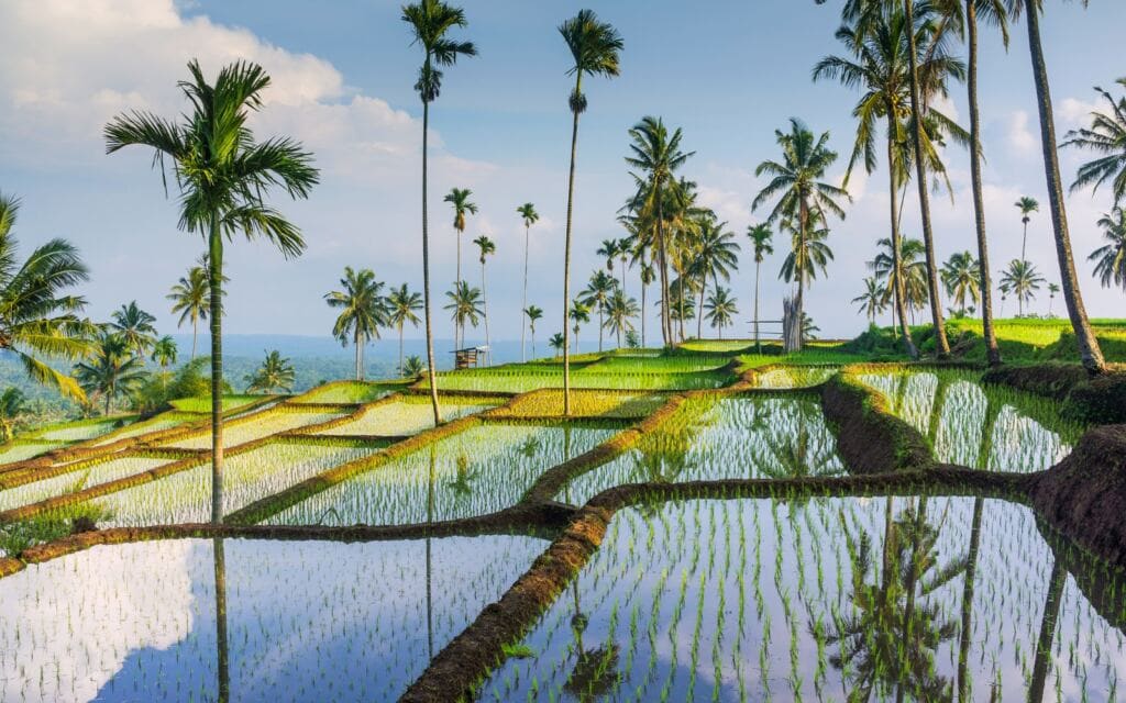 lombok rice fields