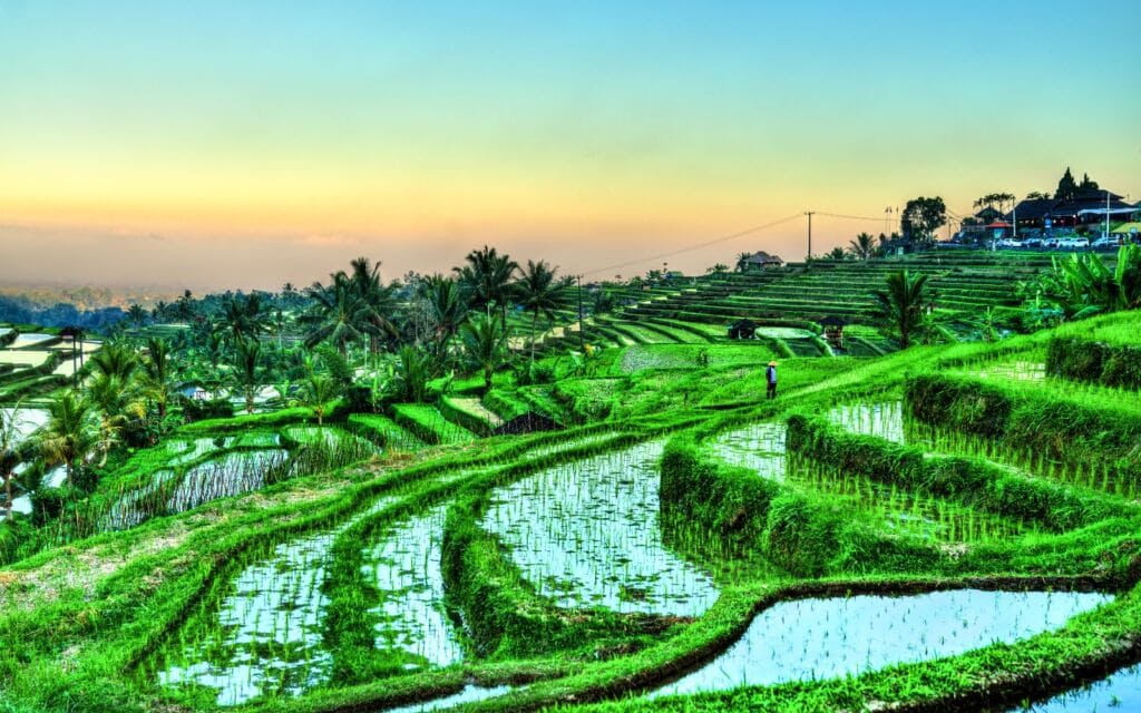 Jatiluwih Rice Terraces