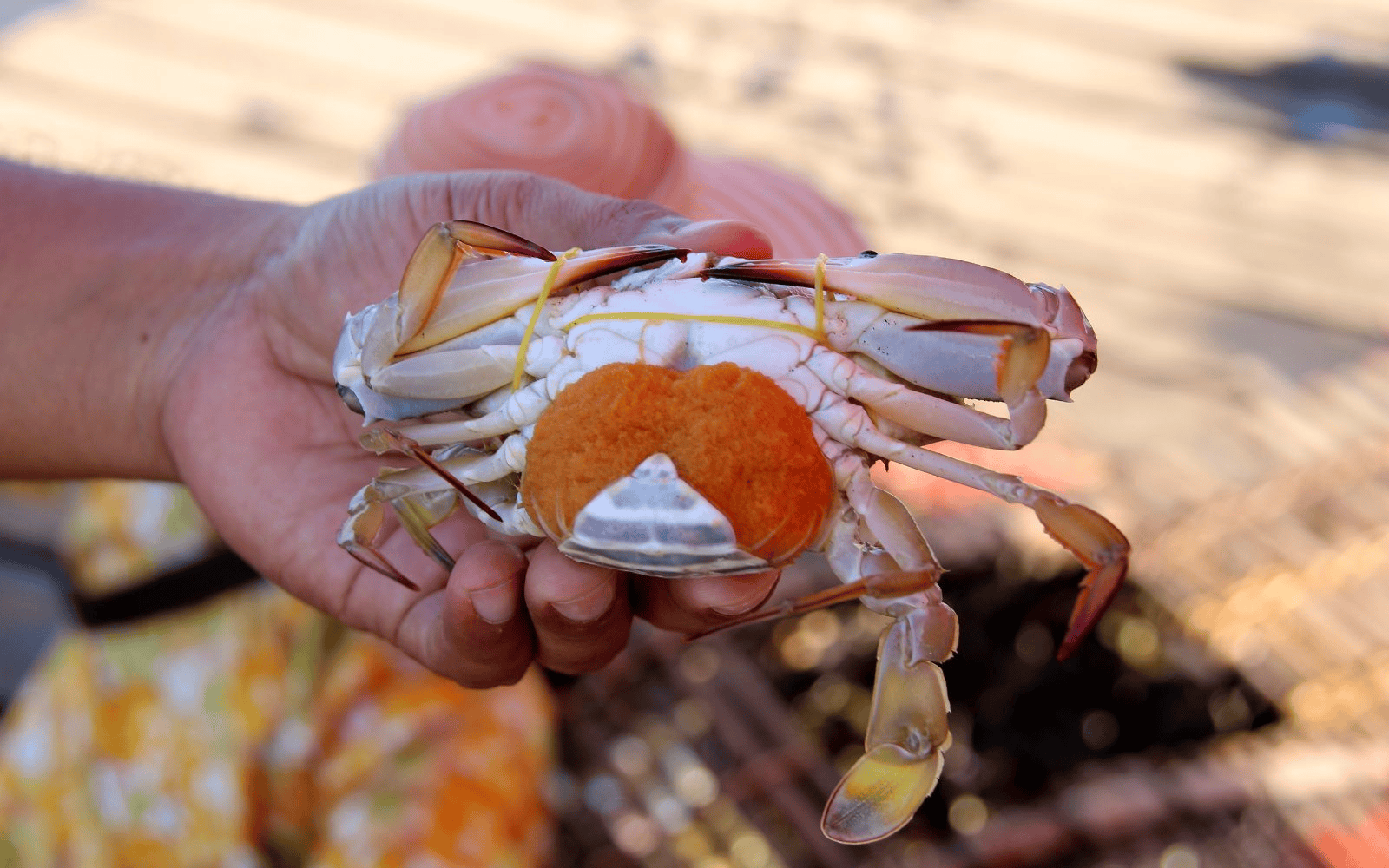 Vendor selling crab in the Kep Cambodia against a blurred background