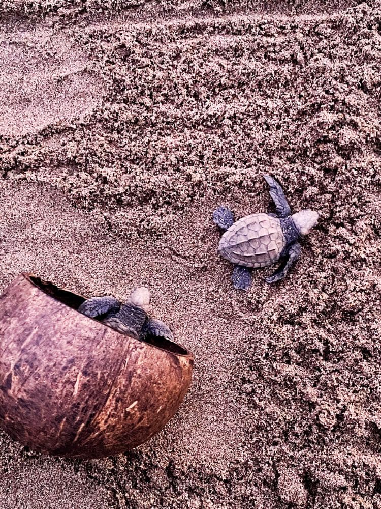 Baby turtle release in Marina Vallarta