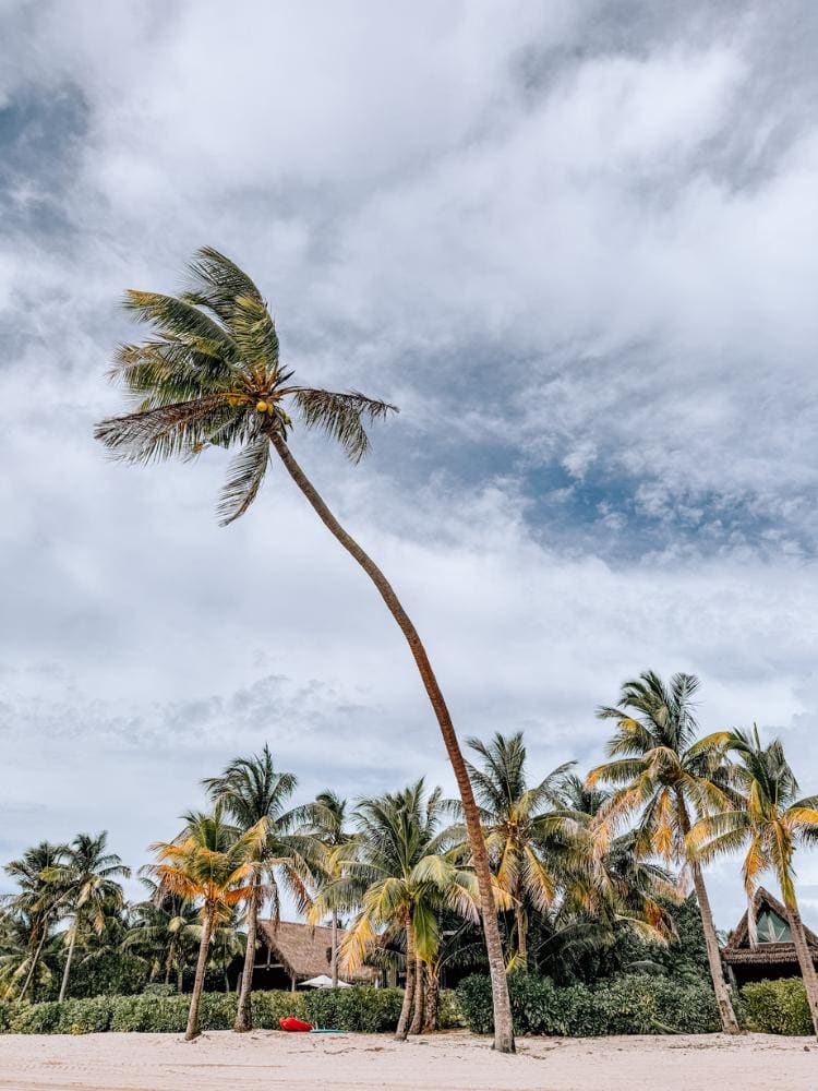 Malolo Island palm trees