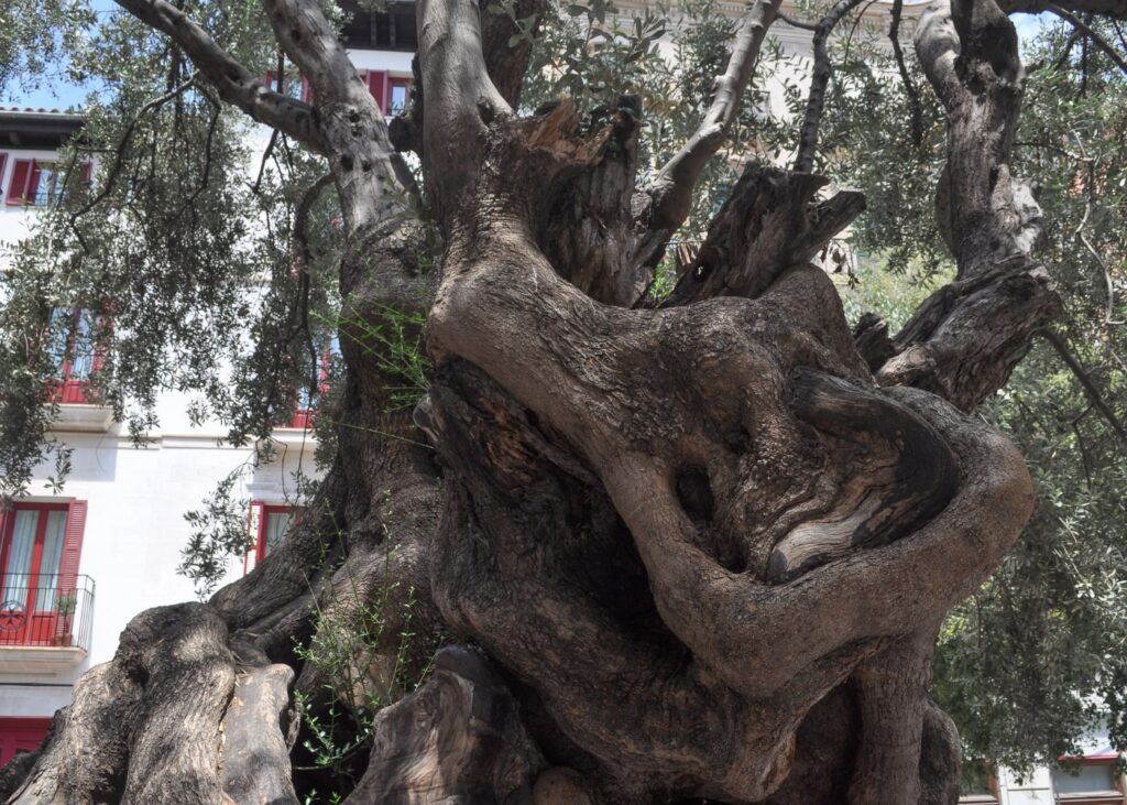 an old tree at Olivera de Cort, Palma