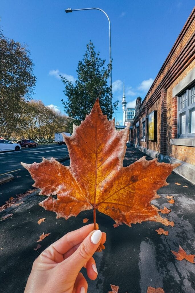 Auckland in autumn