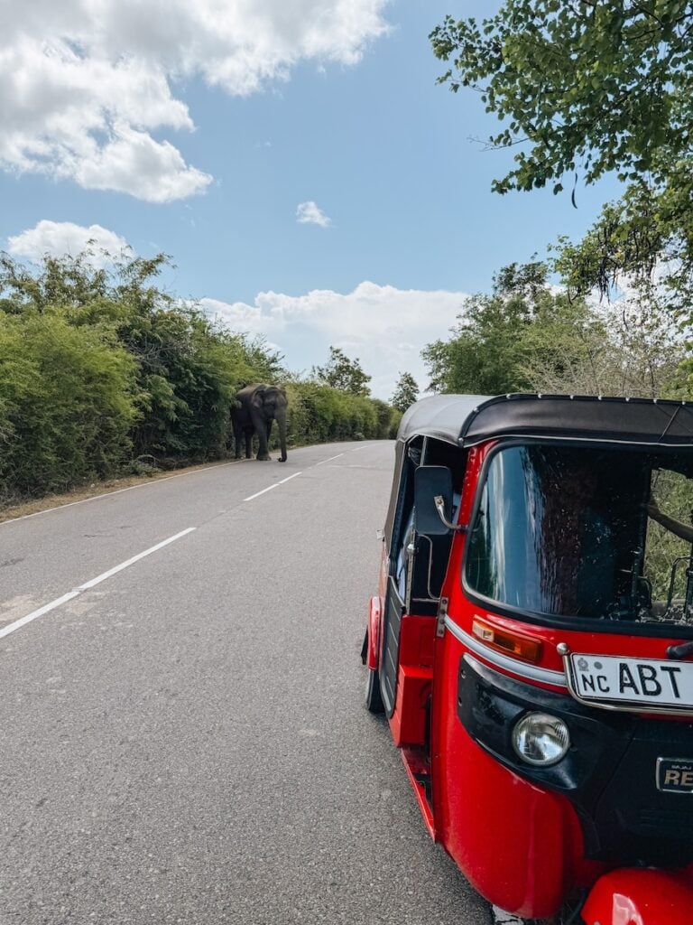 Yala National Park Elephant Road